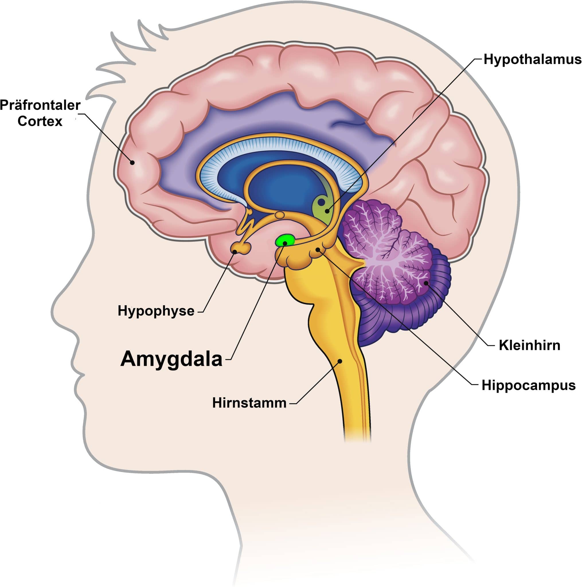 EFT-Institut Berlin » Tipp der Woche: Grundlagen Psychotraumatologie 9